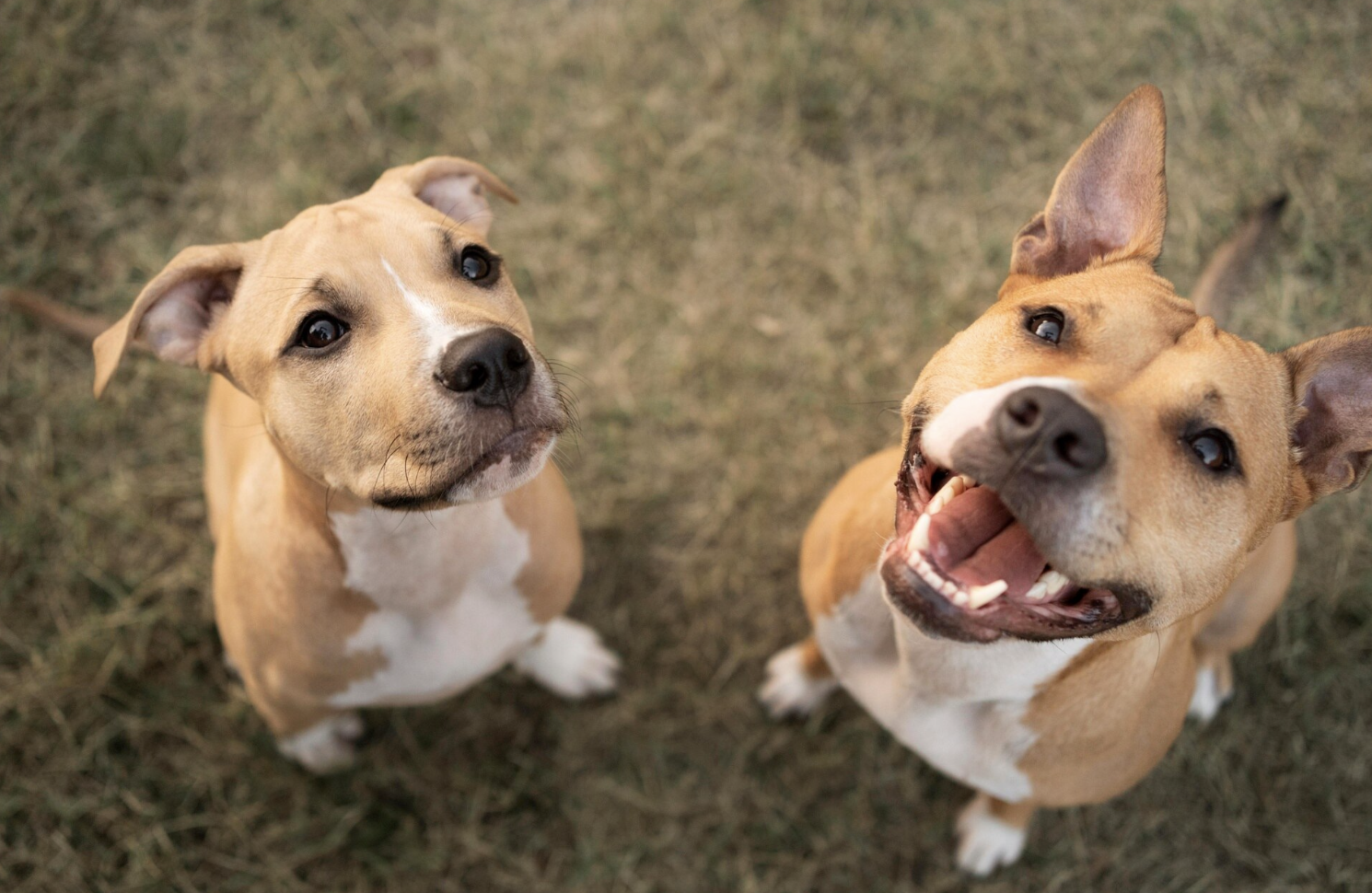 Happy corgi playing outdoors