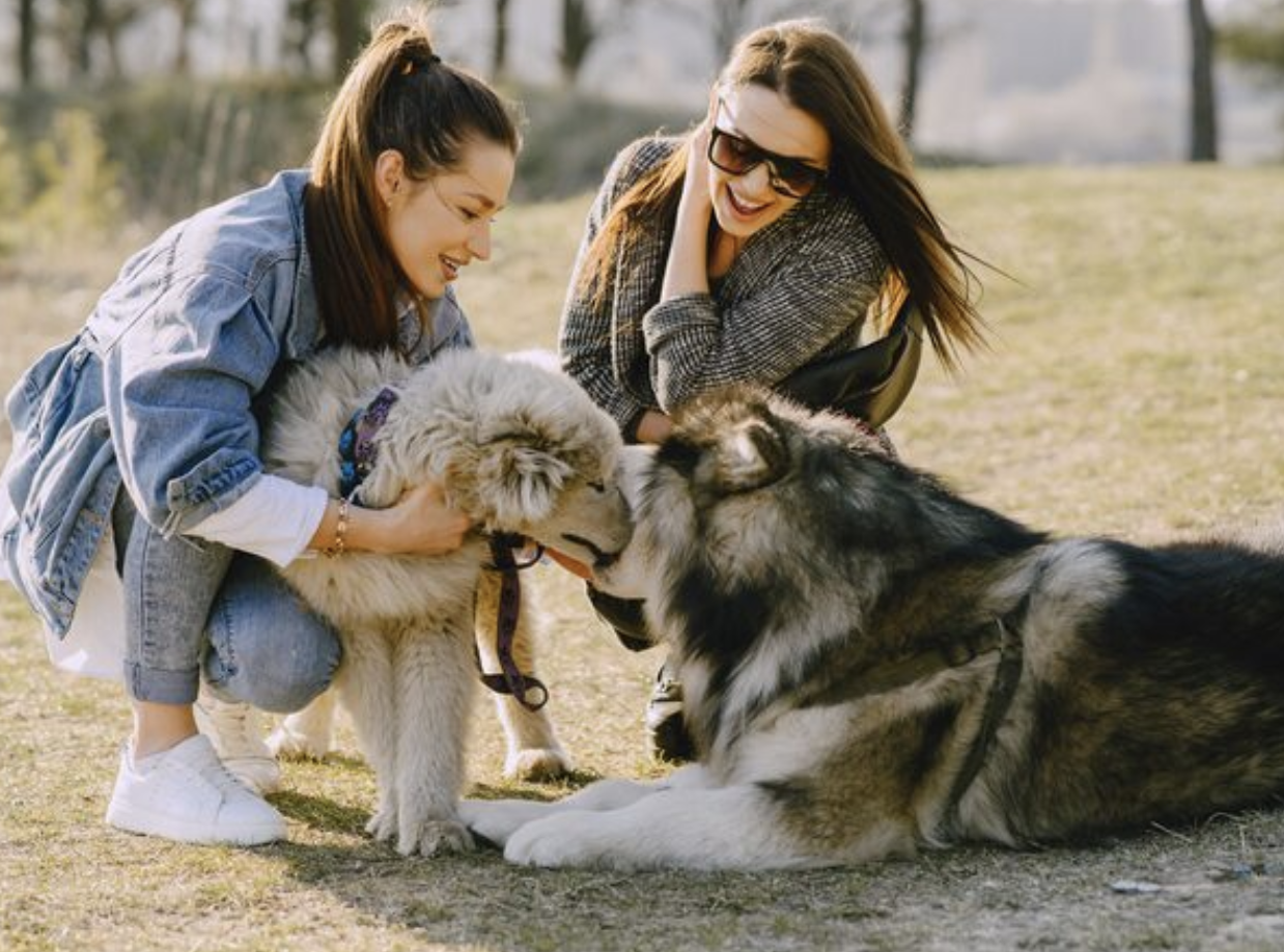 Woman playing with a husky in the park