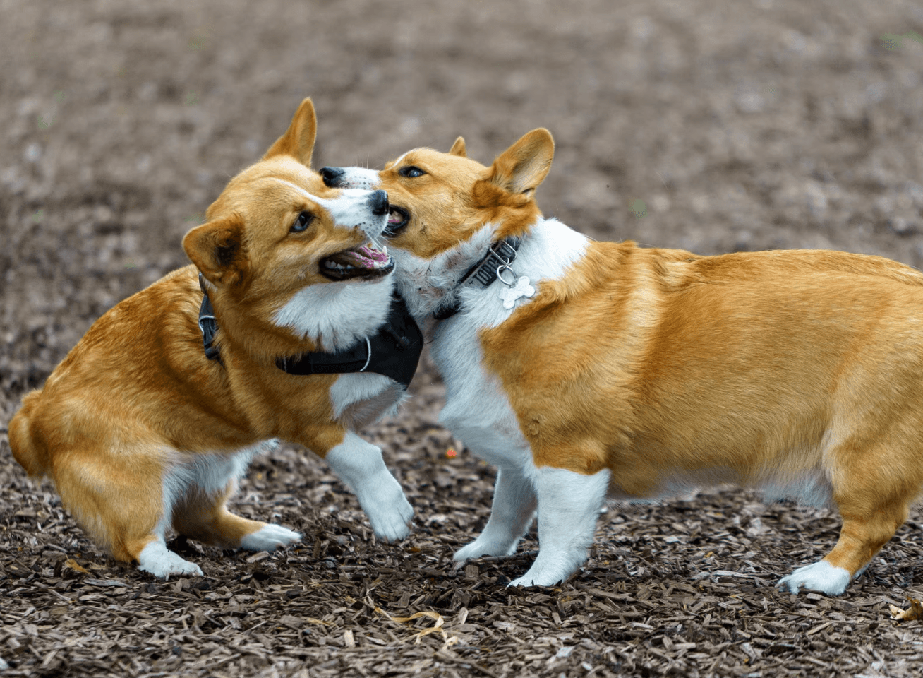 Dog meetup in Paris
